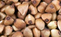 buckwheat-pic (3)